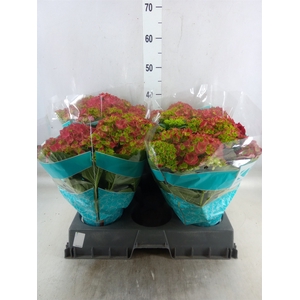 Hydrangea mac. 'Hi Fire'