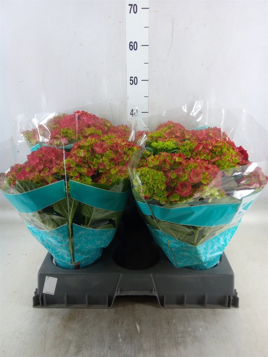 <h4>Hydrangea mac. 'Hi Fire'</h4>