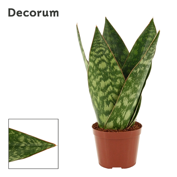 <h4>Sansevieria Jamaiquina Queen 9 cm (Decorum)</h4>