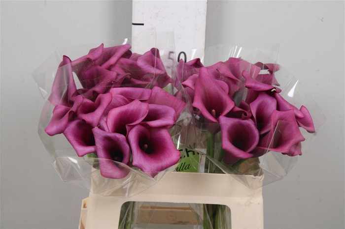 <h4>Zant Durban</h4>