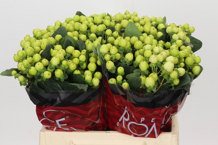 <h4>Hypericum Smiley Romance</h4>