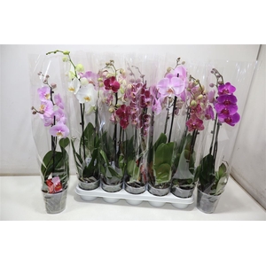 Phal Gem 2 Tak
