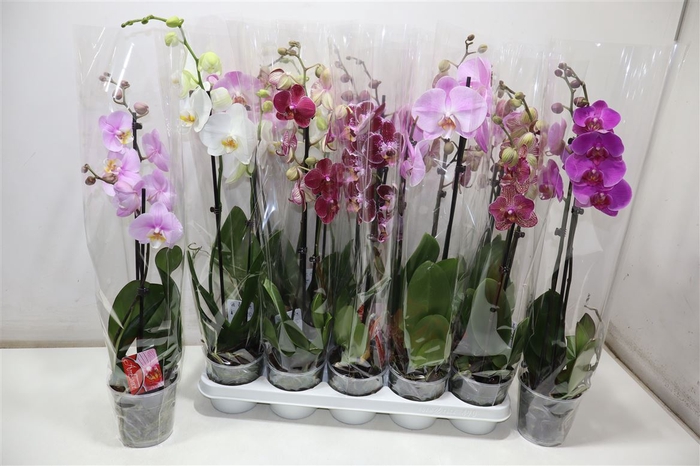 <h4>Phal Gem 2 Tak</h4>