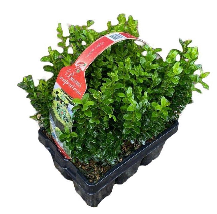 <h4>Buxus sempervirens 6-pack XL</h4>