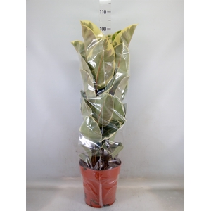 Ficus elastica 'Tineke'