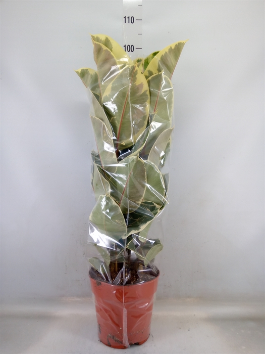 <h4>Ficus elastica 'Tineke'</h4>