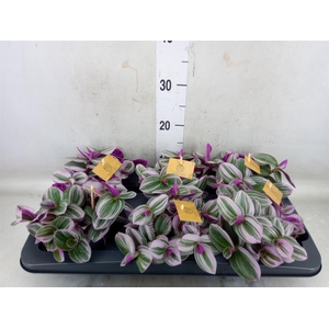 Tradescantia cerinth. 'Nanouk'