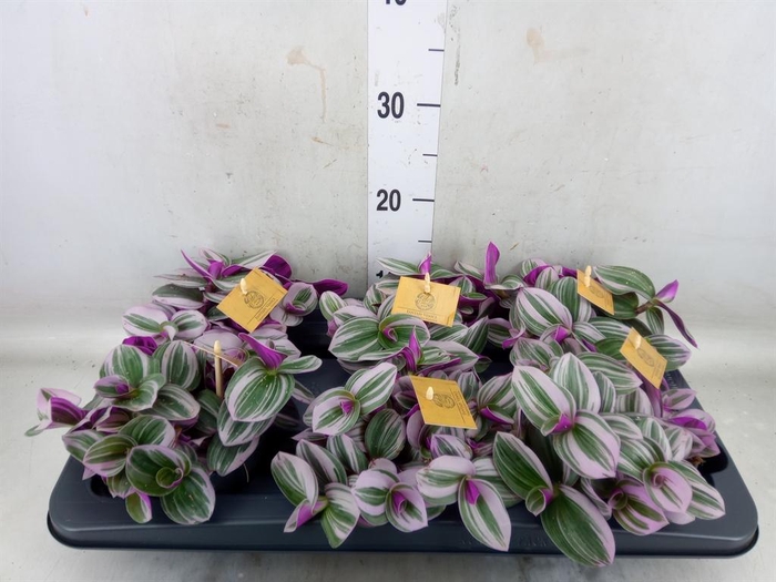 <h4>Tradescantia cerinth. 'Nanouk'</h4>