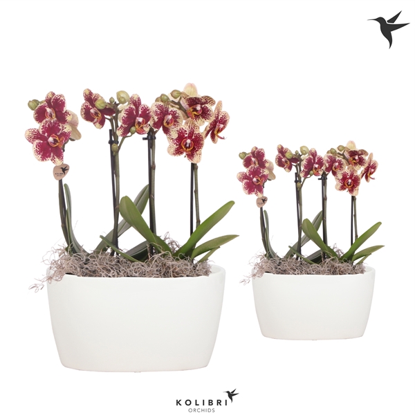 <h4>Kolibri Orchids Phalaenopsis spotty 4 spike in Oval Twins white</h4>