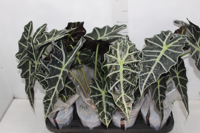 <h4>ALOCASIA POLLY P12</h4>