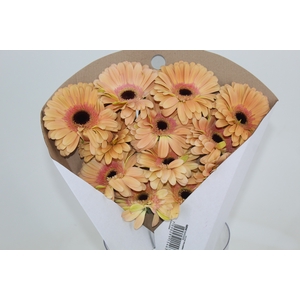 GERBERA DUNE >10 CM DIAM <050 CM LARANJA