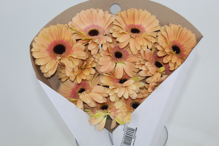 <h4>GERBERA DUNE >10 CM DIAM <050 CM LARANJA</h4>