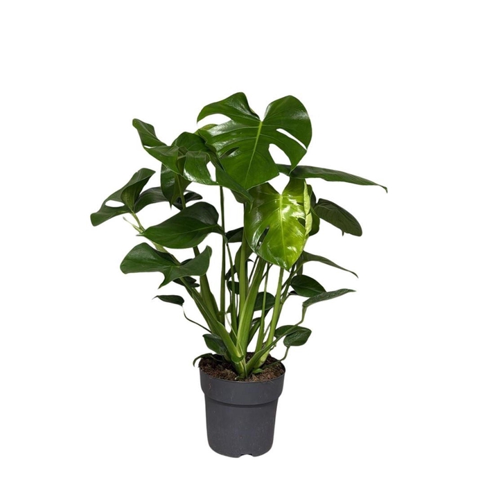 <h4>Monstera deliciosa</h4>