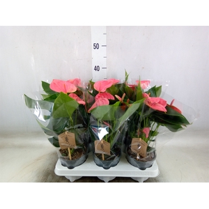 Anthurium andr. 'Sweet Dream'
