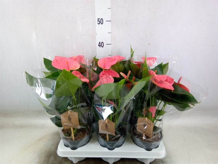 <h4>Anthurium andr. 'Sweet Dream'</h4>