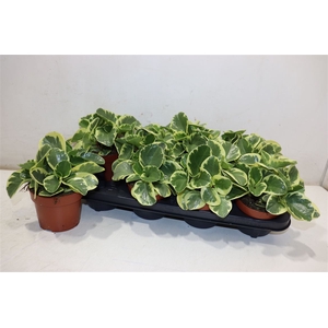 arr8 Pep Obt Variegata