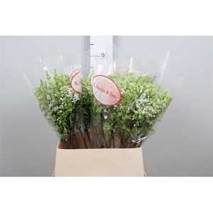 Syr V Mme Fl Stepman 2 Kop