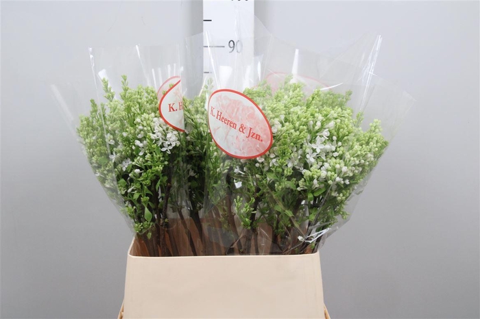 <h4>Syr V Mme Fl Stepman 2 Kop</h4>