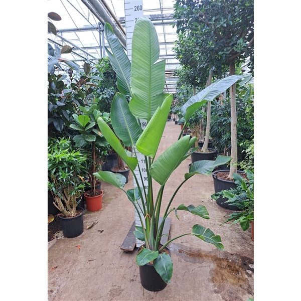 <h4>Strelitzia Nicolai toef 240</h4>