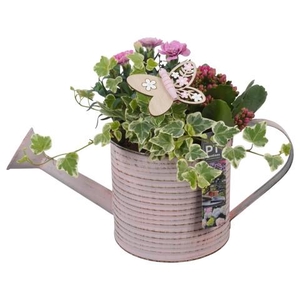 PTPP6806 Arrangementen Perkplanten