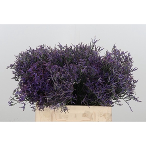 Limonium Sinense Safora Dark Blue