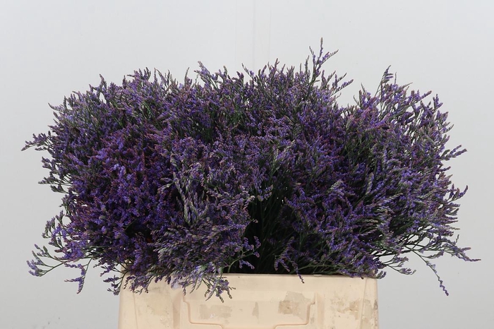 <h4>Limonium Sinense Safora Dark Blue</h4>