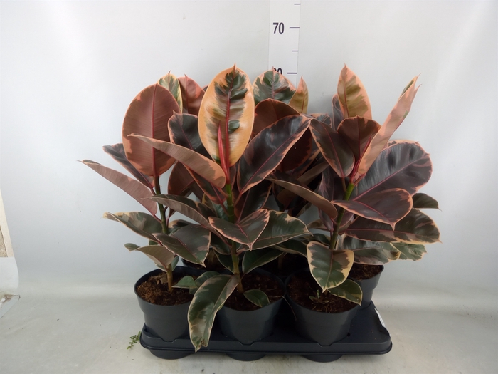 <h4>Ficus elastica 'Belize'</h4>