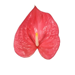 Anthurium andr. 'Maine'