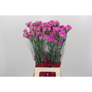 Dianthus St Lavender Farida