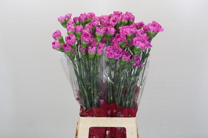 <h4>Dianthus St Lavender Farida</h4>