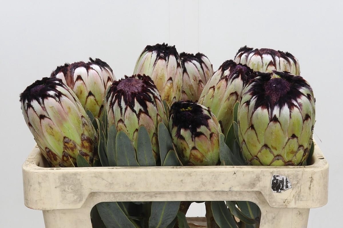 <h4>Protea Niobe</h4>