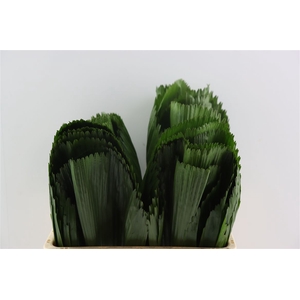 Licuala 60cm