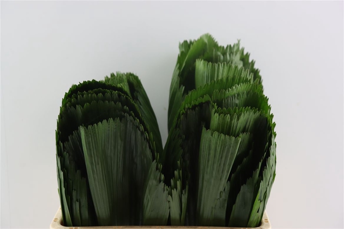 <h4>Licuala 60cm</h4>