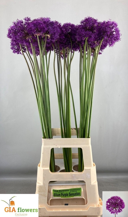 <h4>Allium Purple Sens</h4>