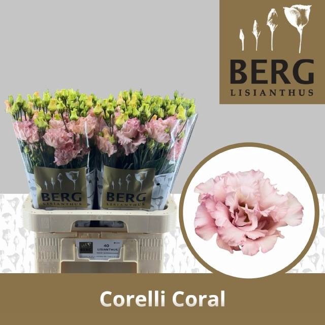 <h4>EUS G CORELLI CORAL</h4>