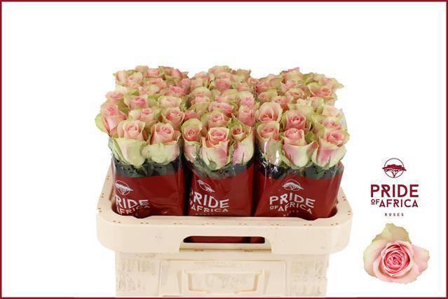 <h4>R GR BELLE ROSE</h4>