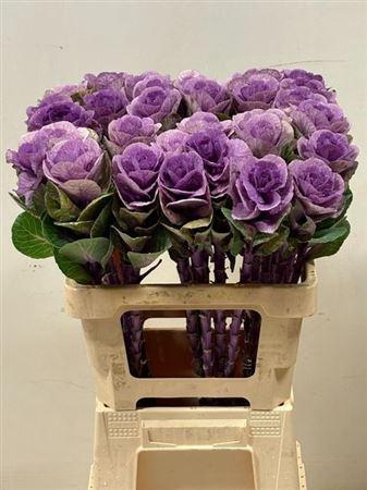 <h4>Brass Empire Olga</h4>