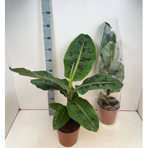 MUSA DWARF CAVENDISH