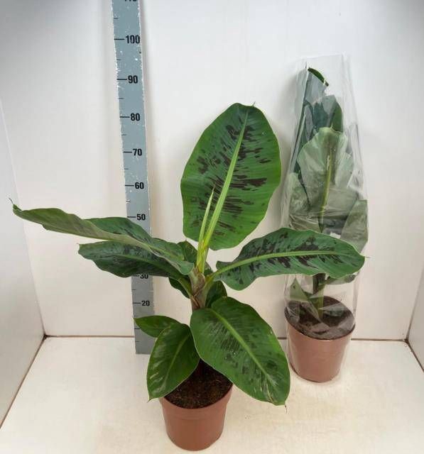 <h4>MUSA DWARF CAVENDISH</h4>