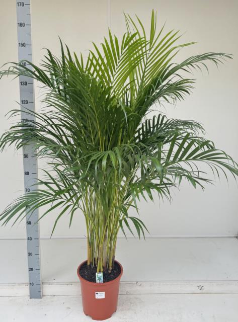 DYPSIS LUTESCENS