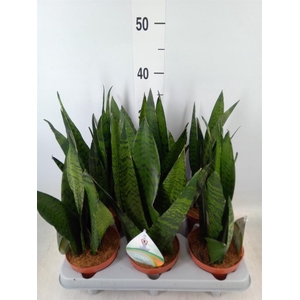 Sansevieria zeylanica