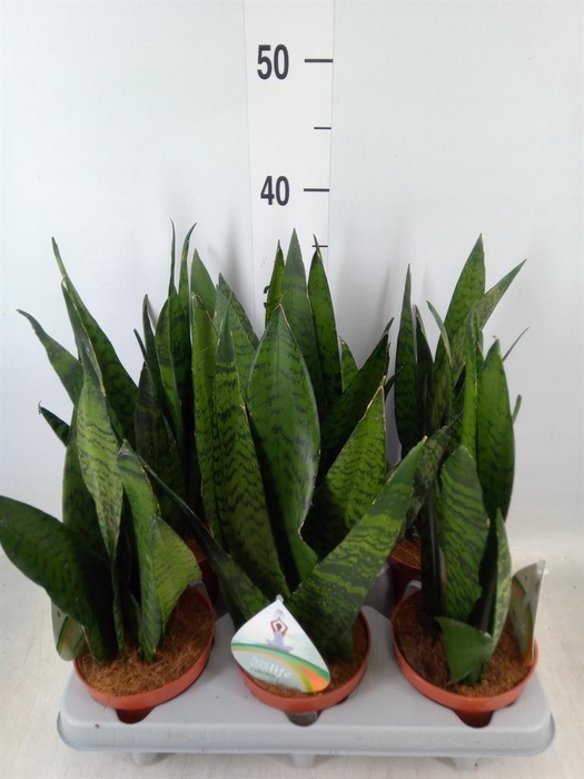<h4>Sansevieria zeylanica</h4>