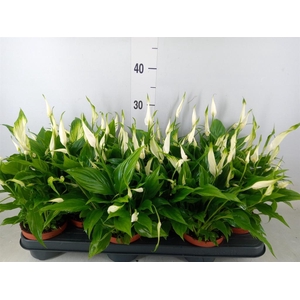 Spathiphyllum  'Chopin'