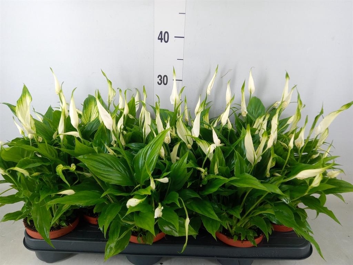 <h4>Spathiphyllum  'Chopin'</h4>