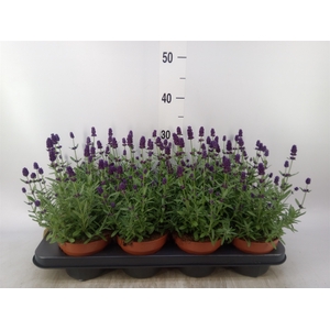 Lavandula angus. 'Hidcote'