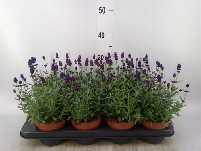 <h4>Lavandula angus. 'Hidcote'</h4>