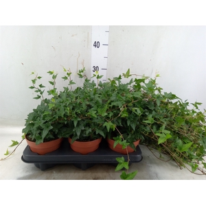 Hedera helix 'Shamrock'