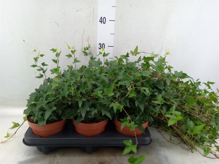 <h4>Hedera helix 'Shamrock'</h4>