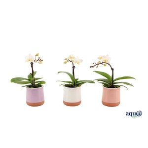 Valencia Mix Tiny Dolls Wit 1T7+ aqu@