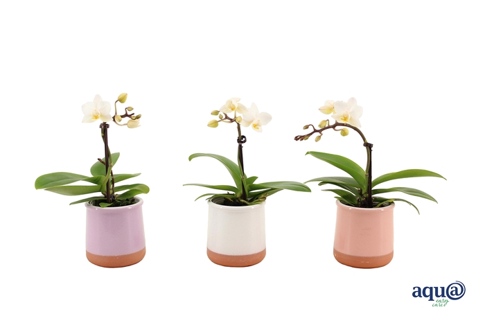 <h4>Valencia Mix Tiny Dolls Wit 1T7+ aqu@</h4>